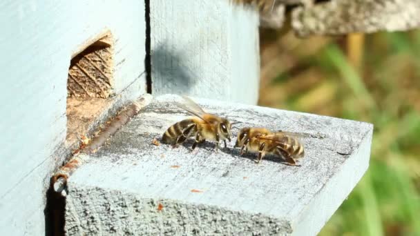 Grupo de abejas — Vídeo de stock