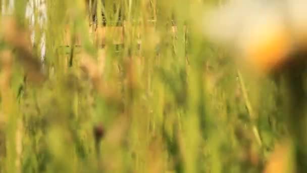 Ruches d'abeilles 