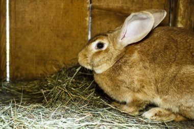Tavşan Kafes içinde