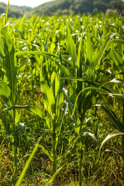Campos verdes de milho — Fotografia de Stock