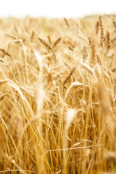 Campo de trigo — Foto de Stock