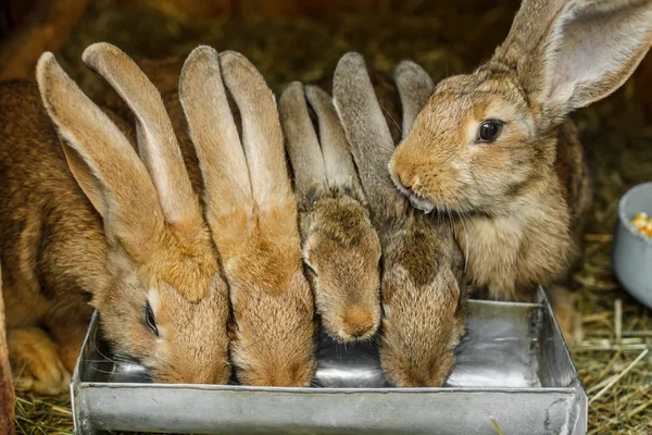 ウサギ — ストック写真