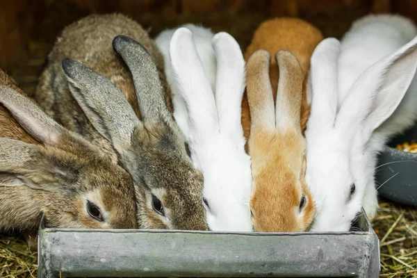 Conejos pequeños — Foto de Stock