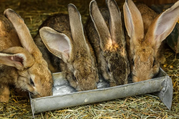 Small rabbits — Stock Photo, Image