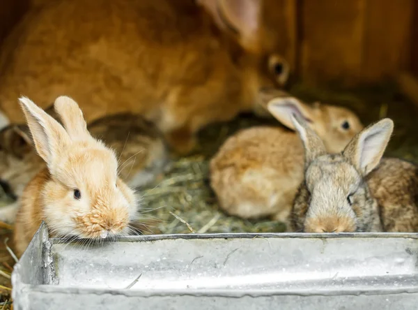 Conejos jóvenes — Foto de Stock