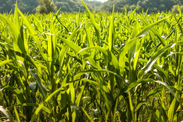 绿色的田野的玉米 — 图库照片