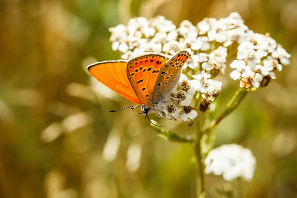 Fire butterfly — Stock Photo, Image