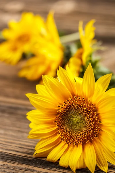 Primer plano del girasol — Foto de Stock