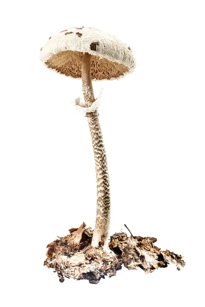 Парасолька гриб — стокове фото