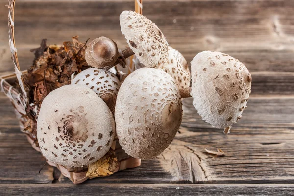 Grote parasolzwam — Stockfoto