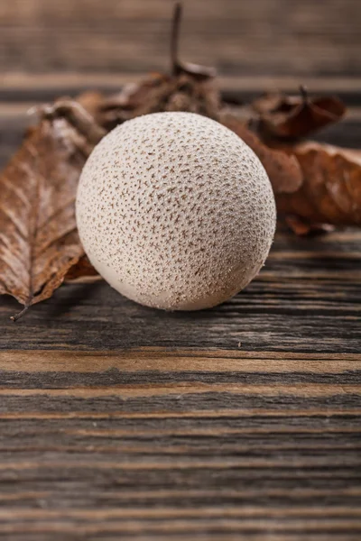 Gemeiner Puffball — Stockfoto