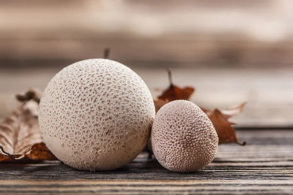 Gemeiner Puffball — Stockfoto