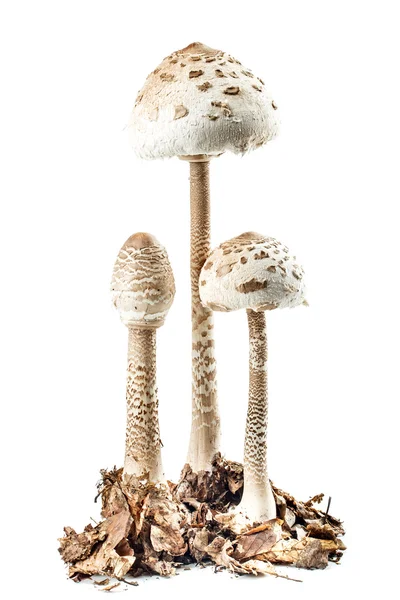阳伞蘑菇 — 图库照片