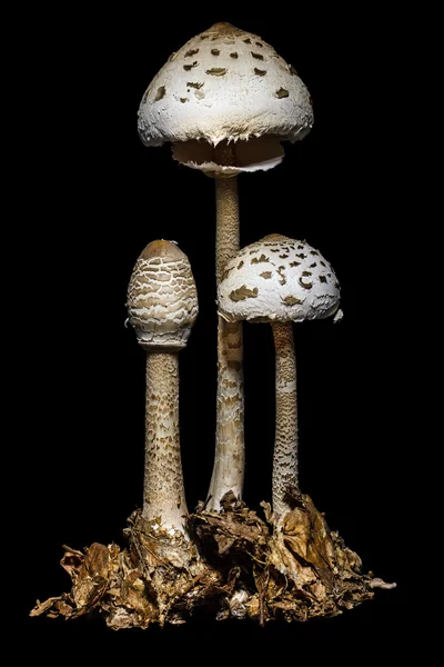 Cogumelo parasol — Fotografia de Stock