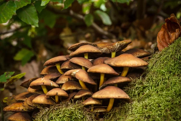 Fungus — Stock Photo, Image