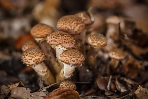 Funghi — Foto Stock