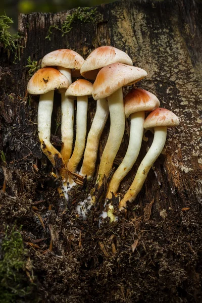 Fungos do tufo de enxofre — Fotografia de Stock