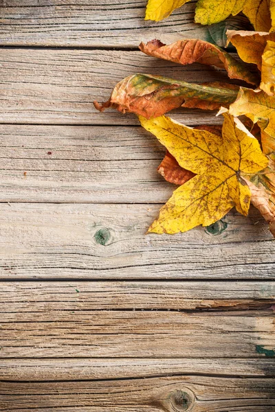 Herfstbladeren — Stockfoto