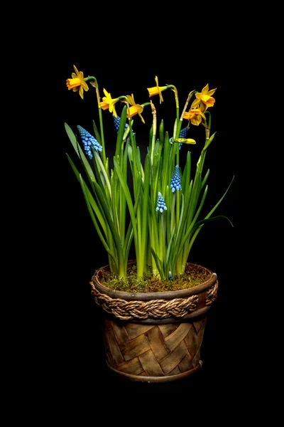 Vårblommor i potten — Stockfoto