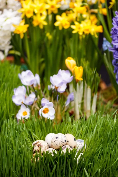 Quail eggs — Stock Photo, Image