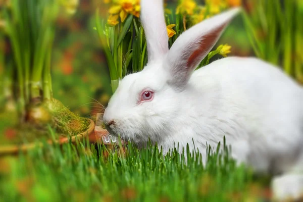 Little white rabbit — Stock Photo, Image