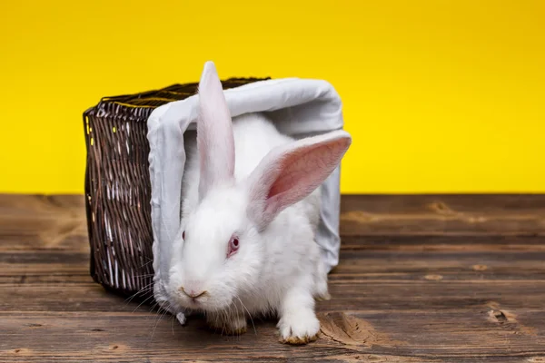 Conejo en canasta de mimbre — Foto de Stock