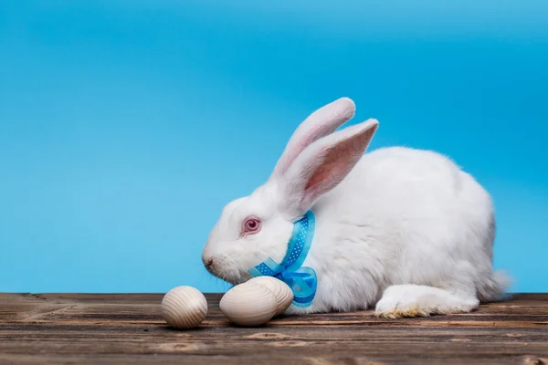 Het mooie konijn — Stockfoto