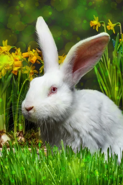 Weißes Kaninchen — Stockfoto