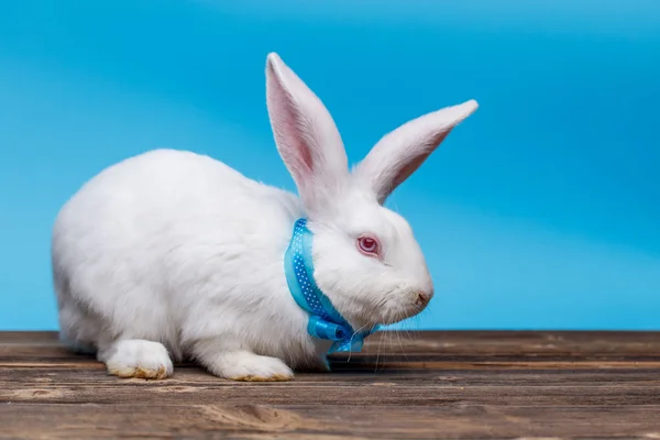 Weißes Kaninchen — Stockfoto