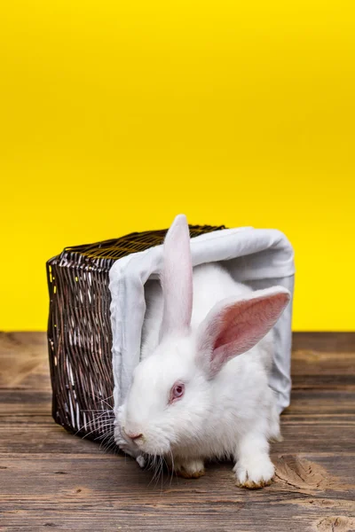 Konijn in rieten mand — Stockfoto