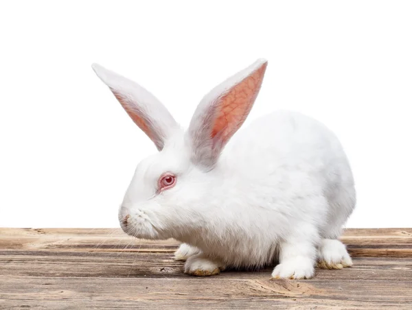 Weißes Kaninchen — Stockfoto