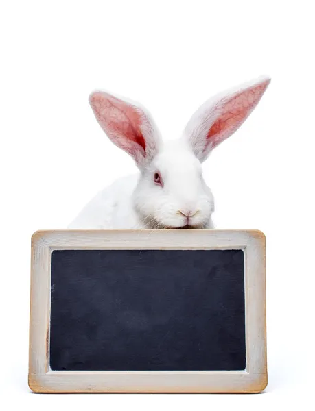 Rabbit over the blank blackboard — Stock Photo, Image