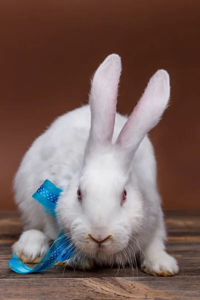 Witte konijn met een blauwe boog — Stockfoto