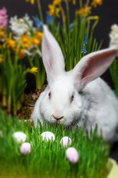 Kaninchen im Gras — Stockfoto