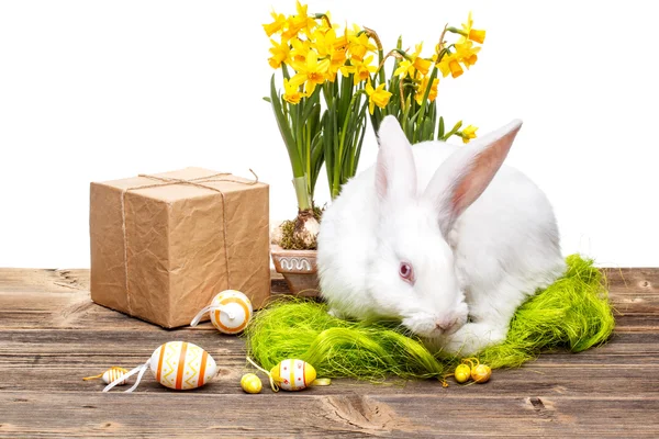 Easter bunny — Stock Photo, Image