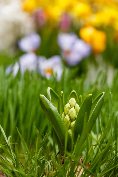 Witte hyacint bud — Stockfoto