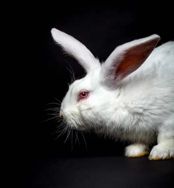 Witte pluizige konijn — Stockfoto