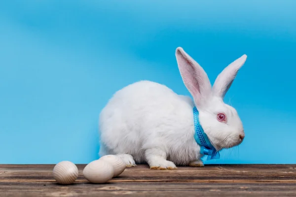 Pasen wit konijn — Stockfoto