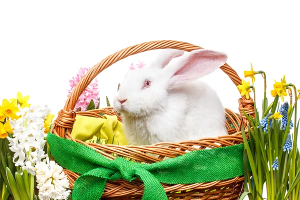 Easter bunny — Stock Photo, Image