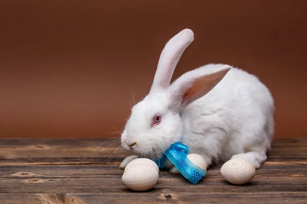 Rabbit with bow — Stock Photo, Image