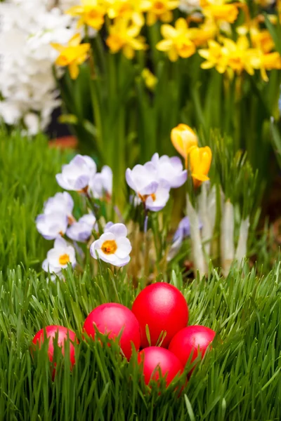 Easter eggs — Stock Photo, Image