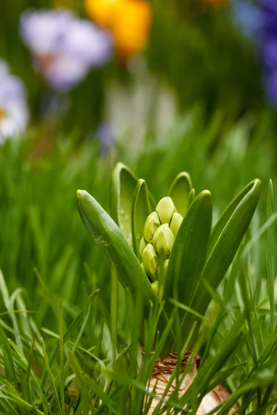 白色风信子花 — 图库照片