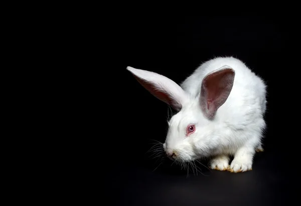 Білий кролик Стокове Фото