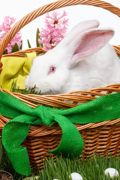 Conejo blanco de Pascua Imagen de stock