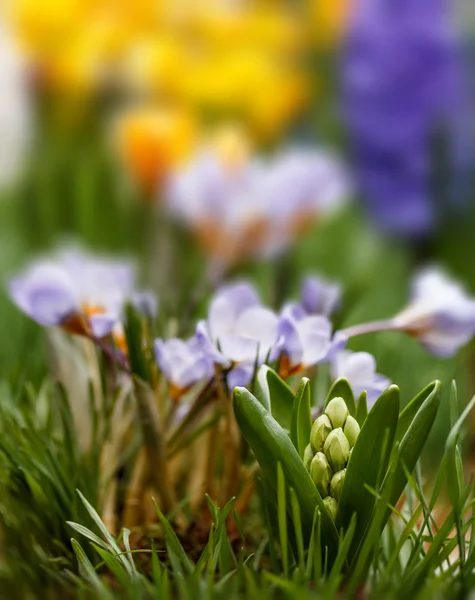 A primavera está chegando — Fotografia de Stock