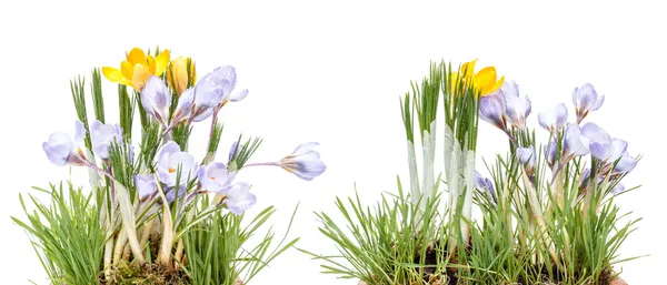 Crocus Primavera Flores — Fotografia de Stock