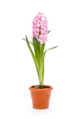 pembe sümbül
