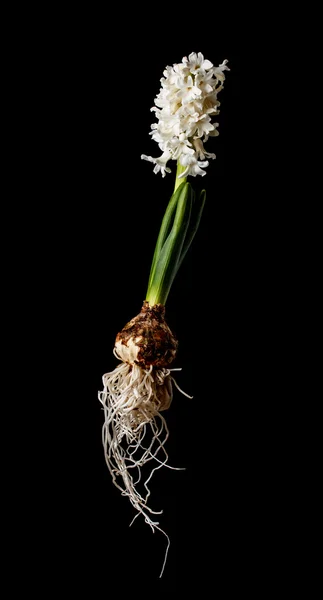 Гіацинт квітка — стокове фото