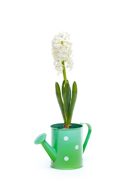 White hyacinth flower — Stock Photo, Image