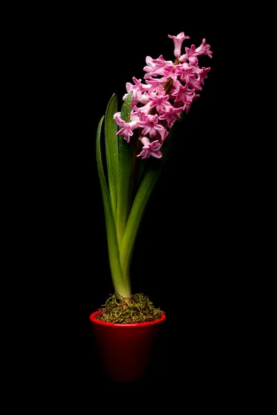 Pink hyacinth flowers — Stock Photo, Image